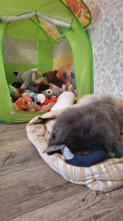 Пекинес Дендик игрушечное богатство