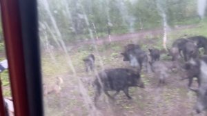 Охота на Кабана
