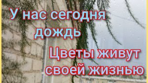С утра идёт дождь/Цветы живут своей жизнью/