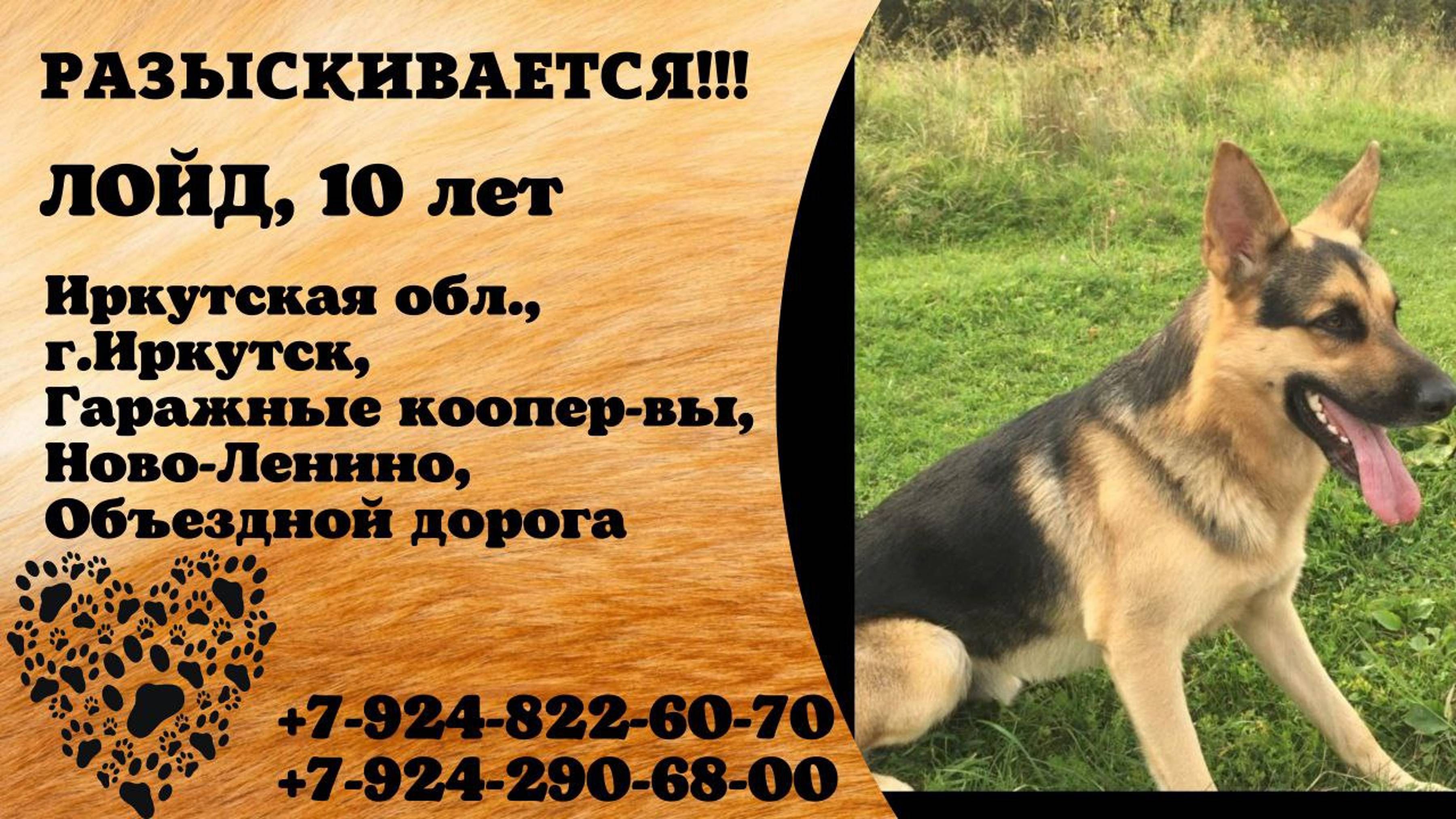 Пропала собака! ЛОЙД. 10 лет. Иркутская обл, г.Иркутск
