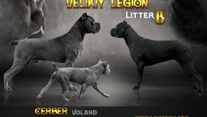 Серый щенок №7 Итальянского Кане корсо предлогается
