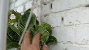 С утра идёт дождь/Цветы живут своей жизнью/