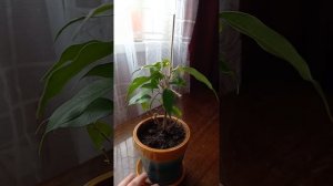 Прозрачный кварц и фикус Бенджамина.