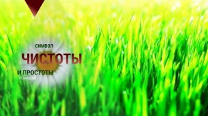 ромашки  Красота простоты»