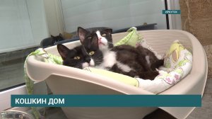 50 кошек в одной квартире. Волонтеры спасли животных, которых содержали в ненадлежащих условиях