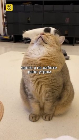 Рабочее утро оно такое  #foodru #рецепты #юмор