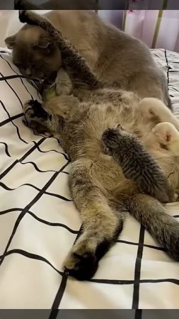 Вот Как Выглядит Настоящая Любовь 😻 Многие Люди Позавидывали Бы ❤️