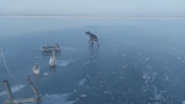 Пёс 7 сезон 1 серия ледовый поход мп