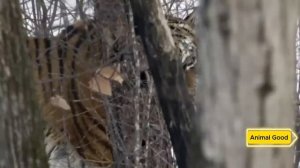 Тигрица отдала своих детёнышей Человеку, а затем произошло нечто Шокирующее!