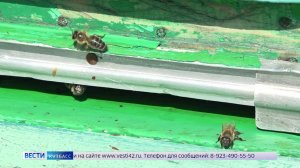 Ветеринары выясняют причины гибели пчёл в Юргинском округе