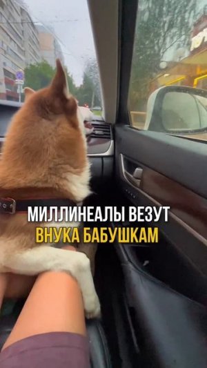 Он не просто собака — он член экипажа 🐾Везём к бабушкам, как положено: с комфортом, с угощениями и п