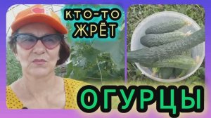 Чем обработать огурцы от вредителей! 🐛🐌🪲