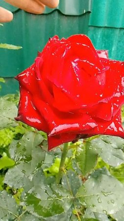 Роза Роял Бакара