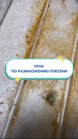 Выращиваю плесень своими руками, не выходя из дома Артикул на WB #234577722 💫Ozon #1664064287