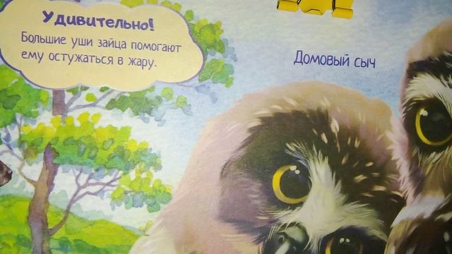 Интересные факты о животных из лесного календаря. Очень интересный видос.