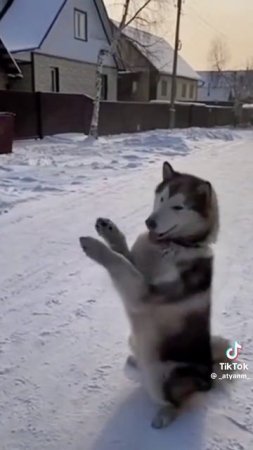 Балбес...1000018049.mp4