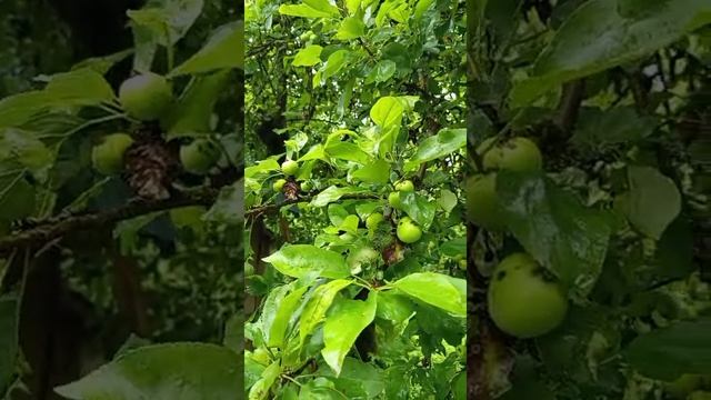 2025-07-01 Чубук все-таки расцвел. Очень красиво.