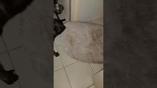 На кого охотится Краш!?