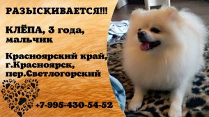 Пропала собака! КЛЁПА. 3 года. Мальчик. Красноярский край, г.Красноярск