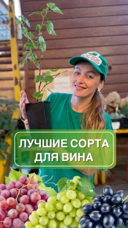 🍷 Хотите настоящее домашнее вино — ароматное, насыщенное, своё?