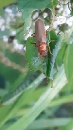 Рыжая мягкотелка (лат. Rhagonycha fulva) — вид жуков-мягкотелок.