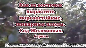 Как из косточек вырастить морозостойкие, шикарные плоды. Сад Железовых. Серия 1.