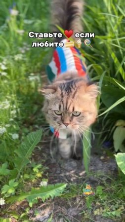 Какие вы любите вкусняшки?🧁😻 #котики #вкусняшки #милыекотики