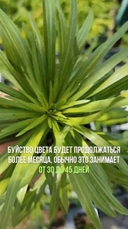 Эффектные цветы-свечи