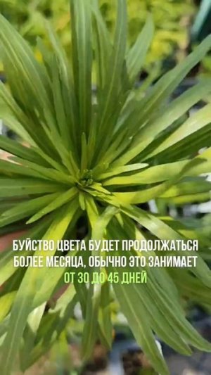 Эффектные цветы-свечи