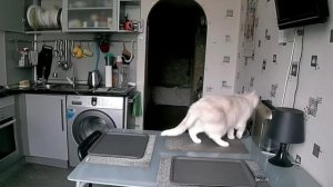 Кот-шалун