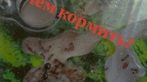 чем кормить муравьёв Жнецов messor strakta?