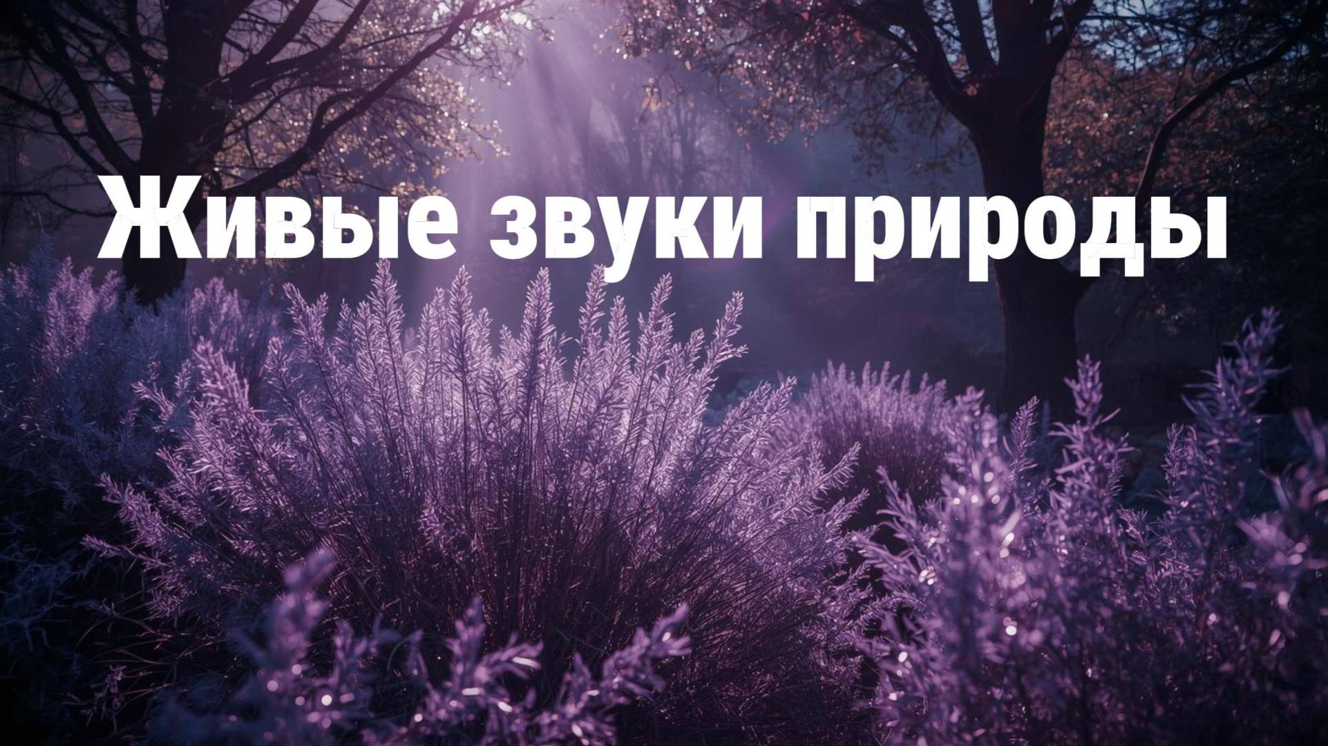 «Гармония леса: звуки природы для медитации и релаксации»
