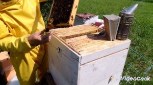 Медосбор на носу. Объединяю пчелосемьи с отводками 28.06.2025 г.