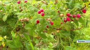 Сезон сбора ягод продолжается в Алтайском крае