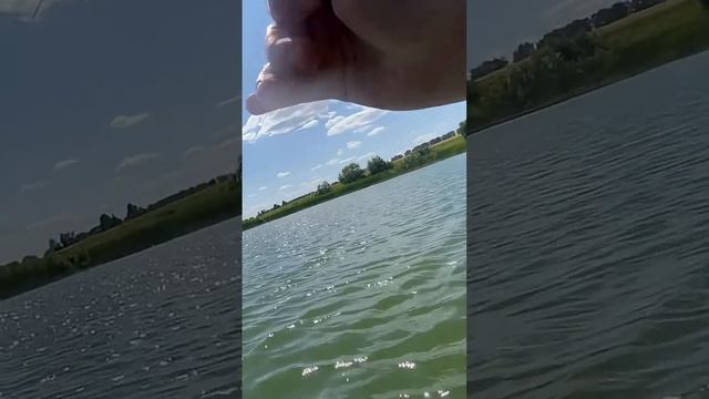 Сработка кружка прям на глазах!! #рыбалка #fishing #щуканаживца #трофей #shorts #рекомендации