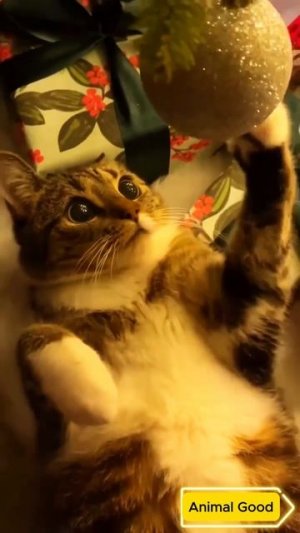 #собаки #кошки #приколы 80