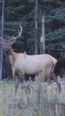 Охота с луком 🏹🦌