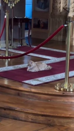 Котейка подался в христианство.