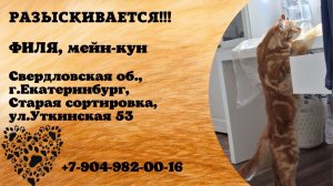 Пропал кот! ФИЛЯ. Мейн-кун. Свердловская обл., г.Екатеринбург.
