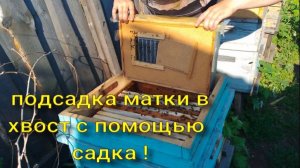 подсадка матки в хвост с помощью садка