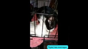 Я - Милка. 
 Это - котенок Лёд.
Я не буду мамой. 
Меня стерилизовали.
Но как бы мне хотелось !