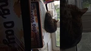 чипуся слушает музыку