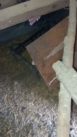 Собираю урожай.