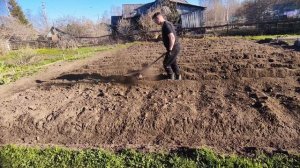 как я сожаю картофель