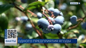 Уже 1,5 тонны голубики собрали садоводы в Сочи