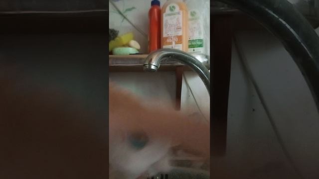 Помыла игрушку для Арчи 👑😄🐶