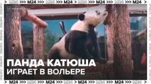 Московский зоопарк показал, как панда Катюша играет в своем вольере - Москва 24
