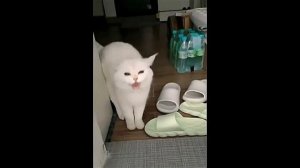 Всячинки