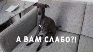 Левретка смогла и вы сможете.