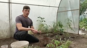 Сажаем помидоры в грунт 🍅🍅🍅